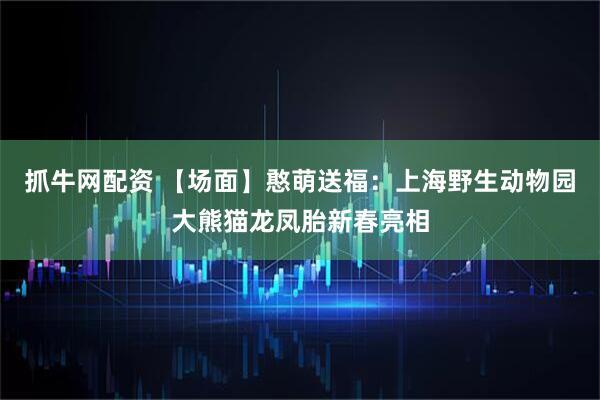 抓牛网配资 【场面】憨萌送福：上海野生动物园大熊猫龙凤胎新春亮相